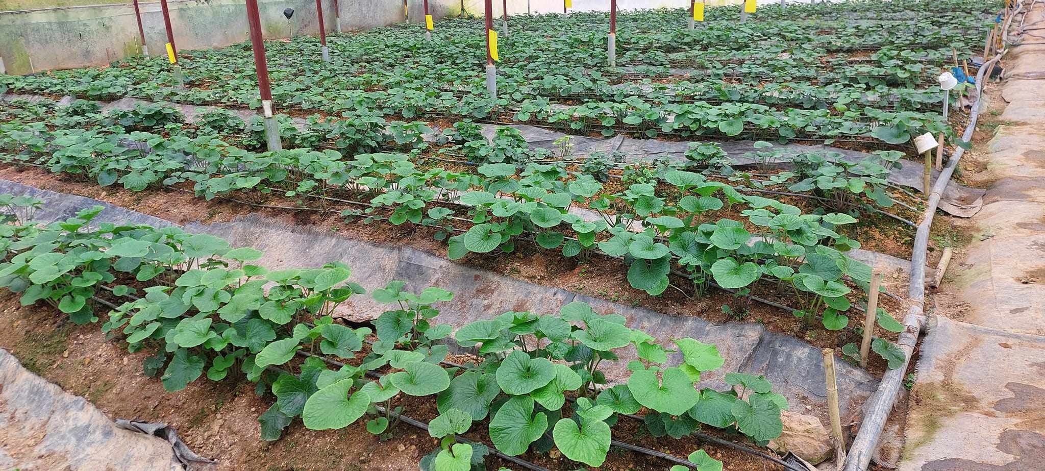 Lá non của cây này bán 200.000 đồng/kg, nhà vườn thu không đủ bán - 1