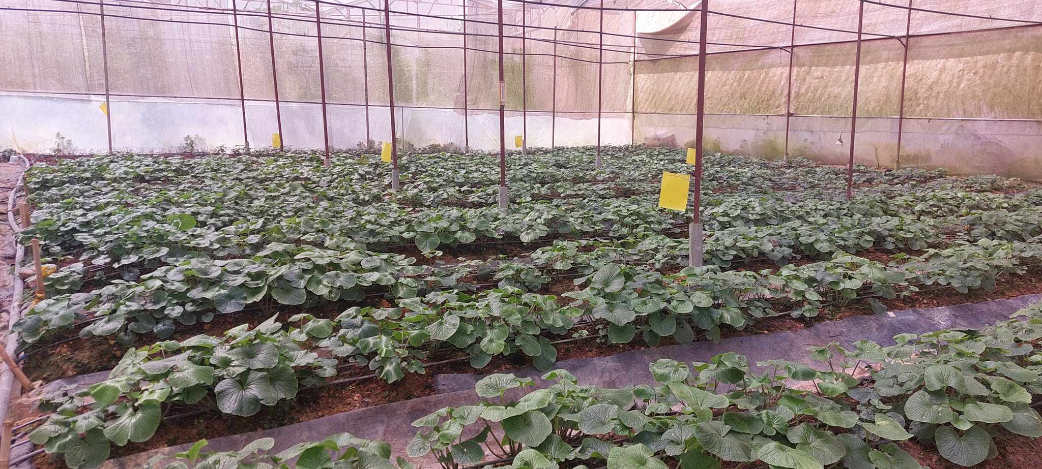 Lá non của cây này bán 200.000 đồng/kg, nhà vườn thu không đủ bán - 2